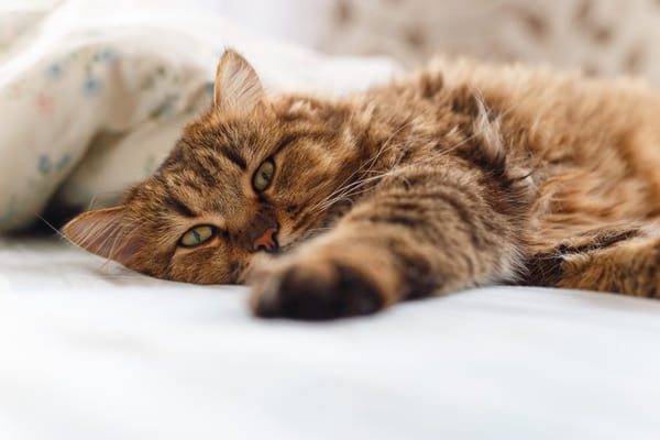 Jak wzmocnić odporność kota po operacji?